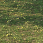 grass10