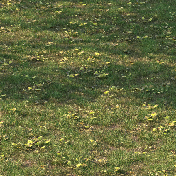grass10