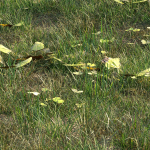 grass10