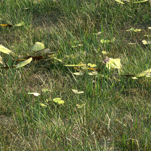 grass10