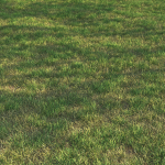 grass12