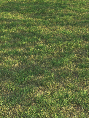 grass12