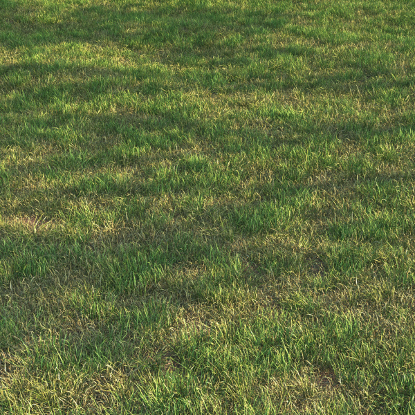 grass12
