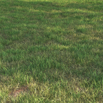 grass12