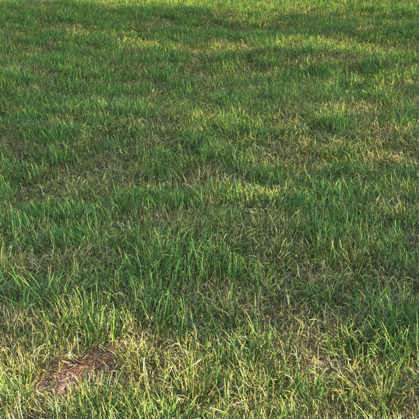 grass12