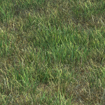 grass12