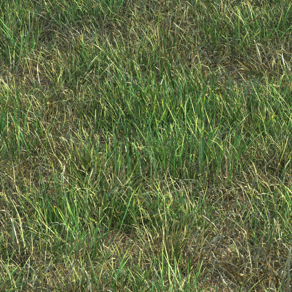 grass12