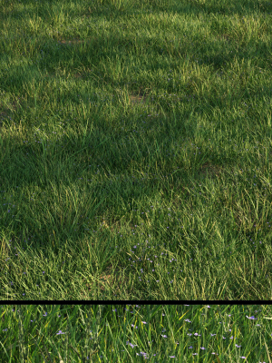 grass9