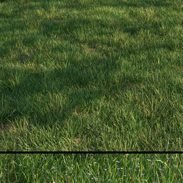 grass9