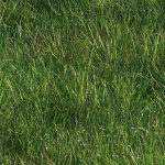 grass9