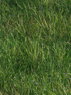 grass9-3d-model-800f778bab