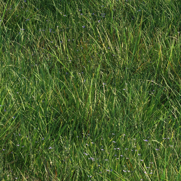 grass9