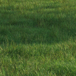 grass9