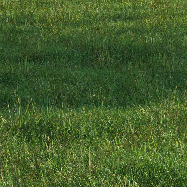 grass9