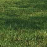 grass9