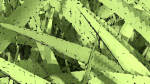 Grasses