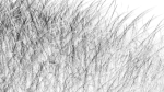 Grasses