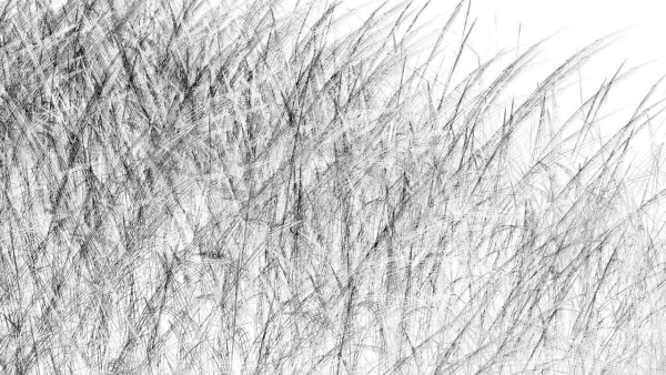Grasses