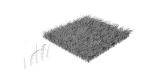 Grasses