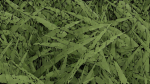 Grasses