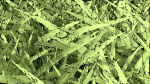 Grasses