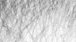 Grasses
