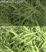 Grasses