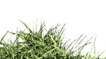 Grasses