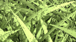 Grasses