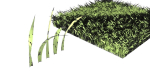 Grasses