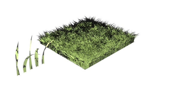 Grasses