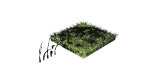 Grasses