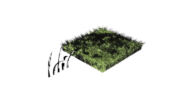 Grasses