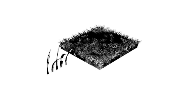 Grasses