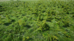 Grasses And Plants Pack unreal asset
