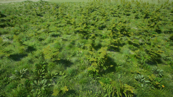 Grasses And Plants Pack unreal asset