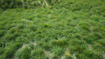 Grasses And Plants Pack unreal asset