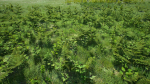 Grasses And Plants Pack unreal asset