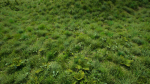 Grasses And Plants Pack unreal asset