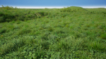 Grasses And Plants Pack unreal asset