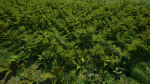 Grasses And Plants Pack unreal asset