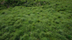 Grasses And Plants Pack unreal asset