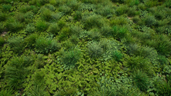 Grasses And Plants Pack unreal asset