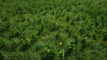 Grasses And Plants Pack unreal asset