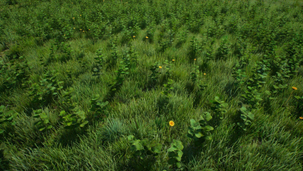 Grasses And Plants Pack unreal asset
