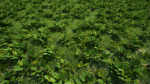 Grasses And Plants Pack unreal asset