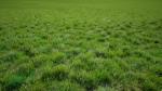 Grasses And Plants Pack unreal asset