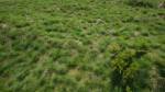 Grasses And Plants Pack unreal asset
