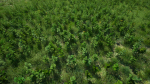 Grasses And Plants Pack unreal asset