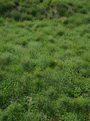 Grasses And Plants Pack unreal asset